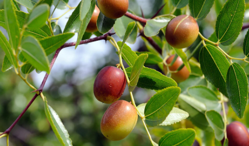 Jujube Fruit Extract