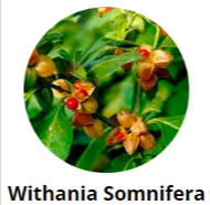 Withania Somnifera