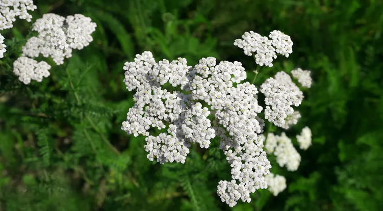 Yarrow