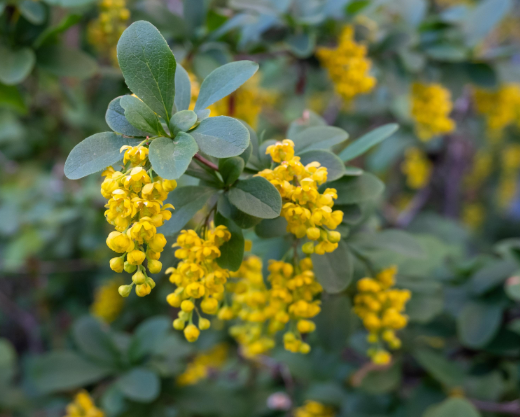 Berberine