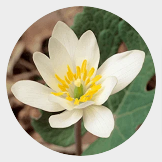 Sanguinaria Canadensis