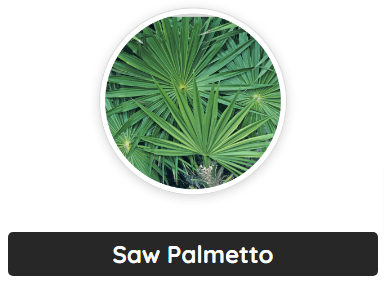 Saw Palmetto