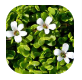 Bacopa Monnieri