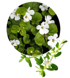 Bacopa Monnieri