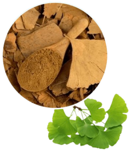 Ginkgo biloba