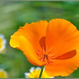 California Poppy Flower
