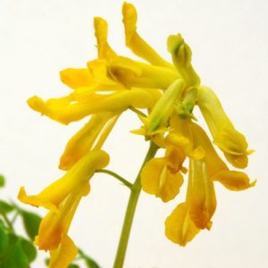 Corydalis Lutea