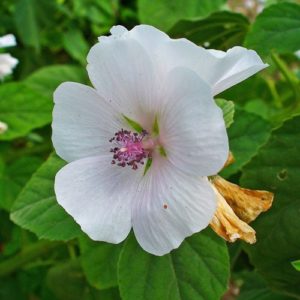 Marshmallow Flower Root Powder