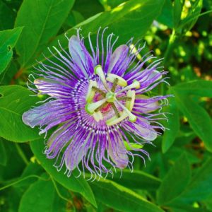 Passion Flower