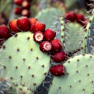 Prickly Pear