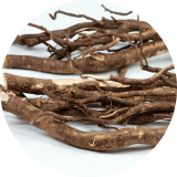 Siberian Ginseng