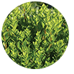 buchu-leaves-ingredient