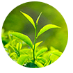 green-tea-ingredients