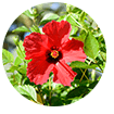 hibiscus-ingredient 
