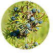 juniper-berries-ingredients