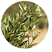 olive-leaves-ingredient (1)