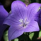 Balloon Flower Root Extract