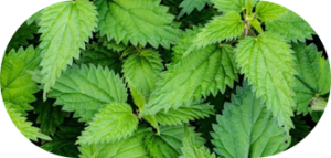 Nettle Root
