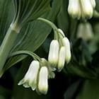 Solomon’s Seal Extract