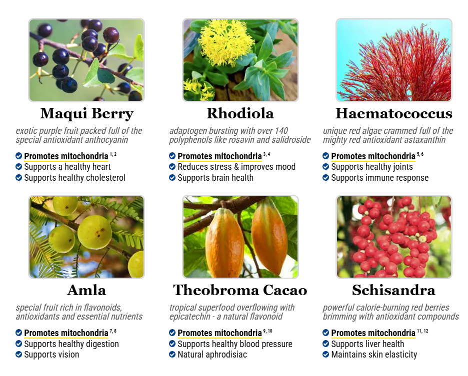 mitolyn Ingredients