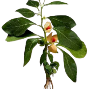 Ashwagandha