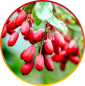 Berberine