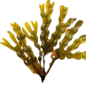 Bladderwrack