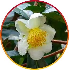 Camellia Sinensis