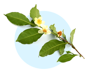 Camellia Sinensis