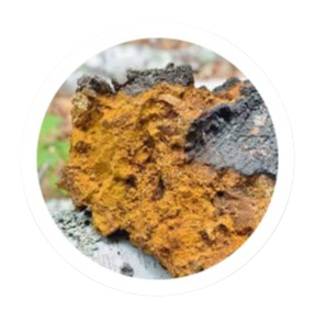 Chaga Mushroom