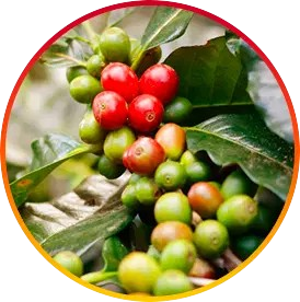 Chlorogenic Acid