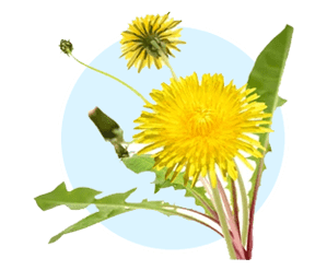 Dandelion Root