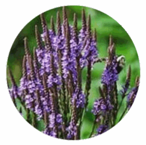 Egyptian Blue Vervain
