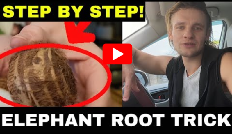 Elephant Root Trick for Men