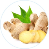 Ginger Oil Extract