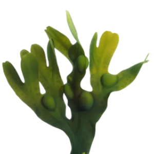Kelp