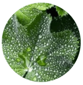 Lady's Mantle Herb
