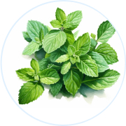 Menthol