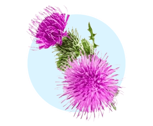 Milk Thistle