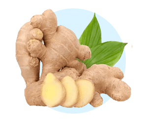 Panax Ginseng