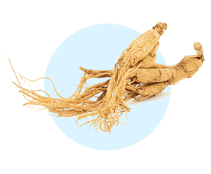 Panax Ginseng