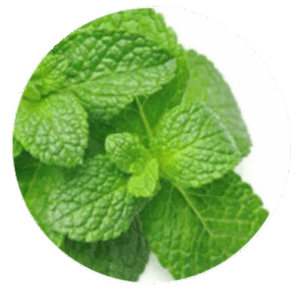 Pure Peppermint Oil