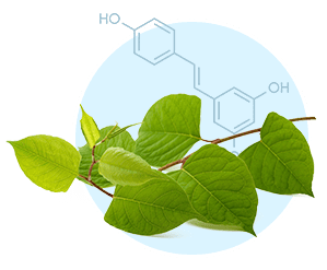 Resveratrol