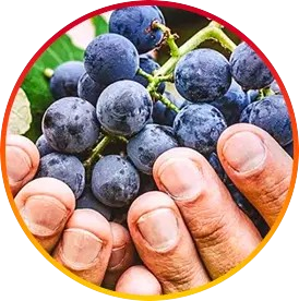 Resveratrol