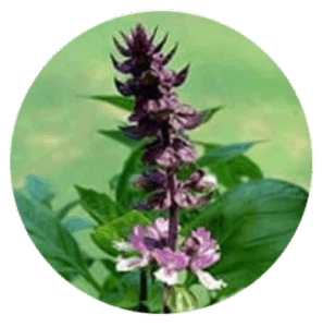 Sacred Licorice Root