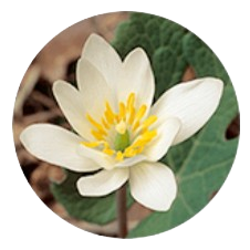 Sanguinaria Canadensis