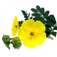Tribulus Terrestris