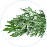 Wormwood