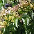 caper-flower