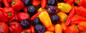 capsicum